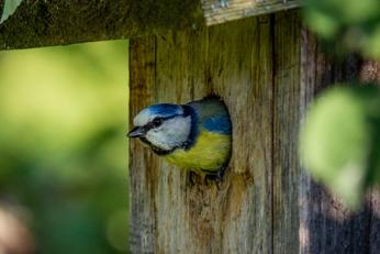 mesange-bleue-dans-nichoir-bois