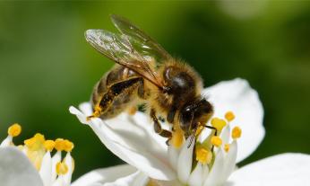 Abeille et pollen sur fleur