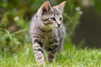 Chat domestique au jardin