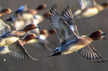 Migration des oiseaux