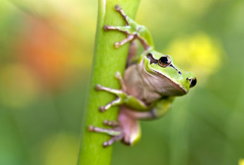 Abris amphibiens