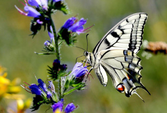 Gîtes insectes et papillons