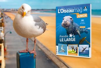 L'Oiseau Mag Junior
