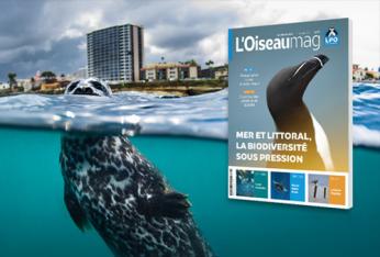 L'Oiseau Mag