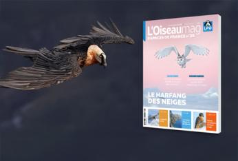 Rapaces de France