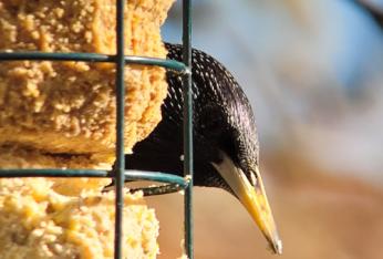 Graisse pour oiseaux