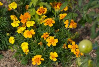 Graines fleurs Bio