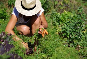Jardinage écologique