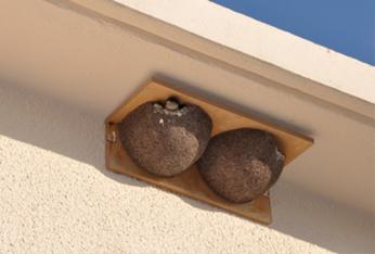 Nichoirs hirondelles et martinets