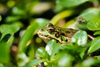 Amphibiens