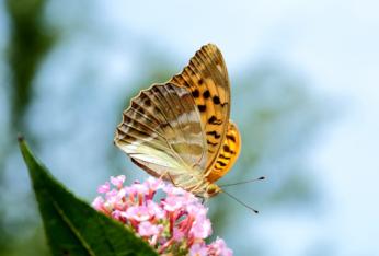 Insectes et papillons