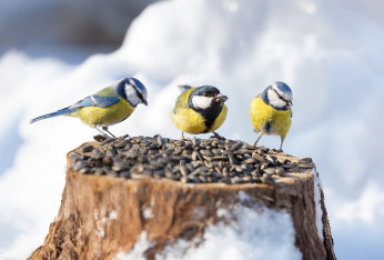 Nourriture oiseaux