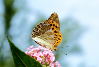 Insectes et papillons