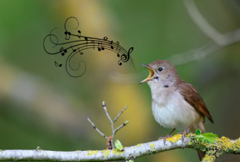 Guides sonores oiseaux