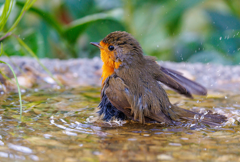 Rougegorge dans un bain d'oiseau