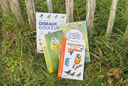 Identification des oiseaux : nos guides d'initiation
