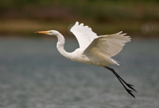 Ornithologie : biologie de l'oiseau