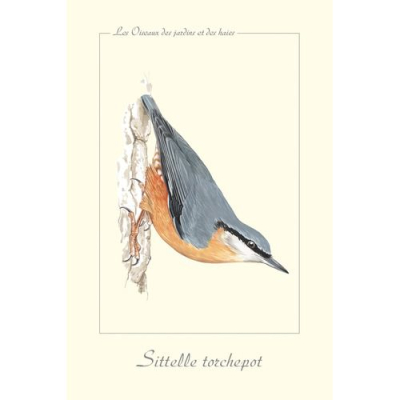 Carte Postale simple 10 x 15 cm Sittelle Torchepot