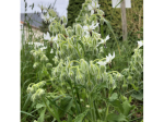 Graines Bio Bourrache blanche