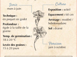 Graines Bio Ipomée Pourpre