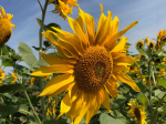 Graines Bio Tournesol