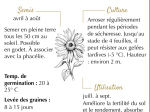 Graines Bio Tournesol