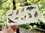 Carte postale double 21 x 10 cm - Rapaces