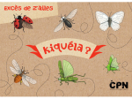 Kiquéla ?