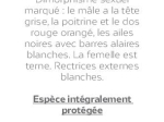 Marque-page LPO Chant Pinson des arbres