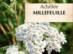 Graines Bio Achillée Millefeuille