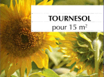 Graines Bio Tournesol