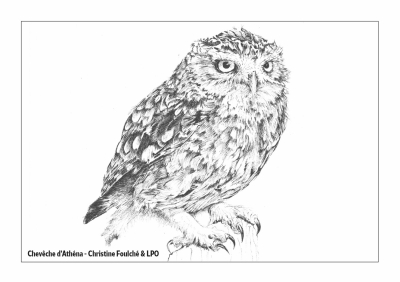 Carte postale LPO 10 x 15 cm - Chevêche d'Athéna