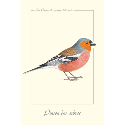 Carte Postale simple 10 x 15 cm Pinson des arbres