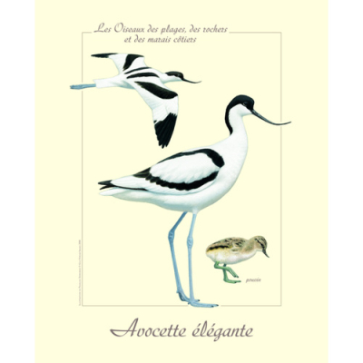 Affiche naturaliste, Avocette élégante