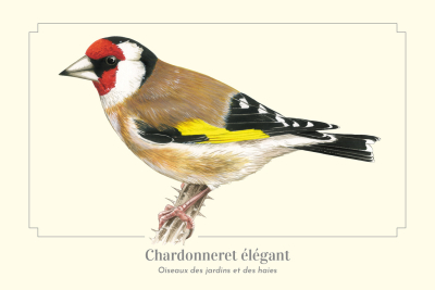 Carte Postale simple 10 x 15 cm Chardonneret élégant