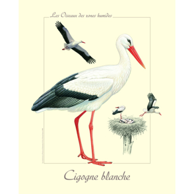 Affiche naturaliste, Cigogne blanche