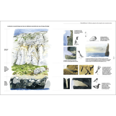 Le comportement des oiseaux d'Europe