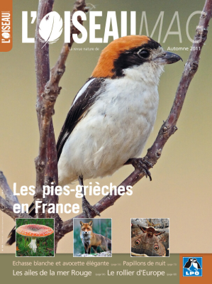 L'Oiseau Mag n°104