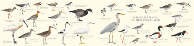 Carte Postale double 21 x 10 cm - Oiseaux des plages