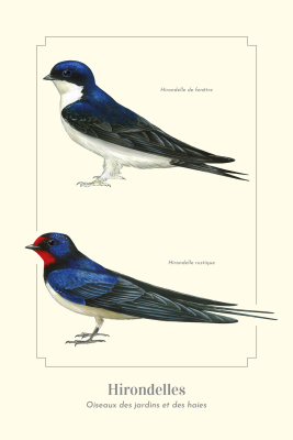 Carte Postale simple 10 x 15 cm Hirondelles