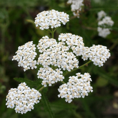 Graines Bio Achillée Millefeuille