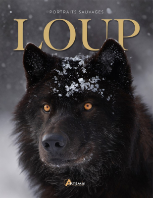 Loup, portraits sauvages