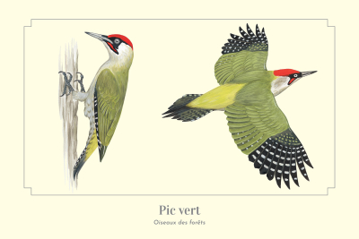 Carte Postale simple 10 X 15 cm Pic Vert