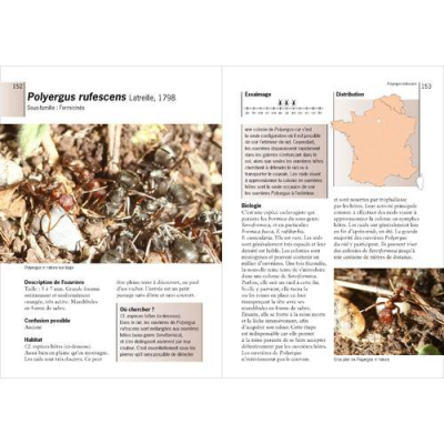 Guide des fourmis de France