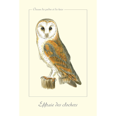 Carte Postale simple 10 x 15 cm Effraie des clochers