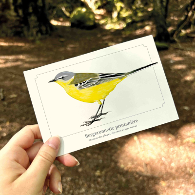 Carte postale naturaliste - Bergeronnette printanière