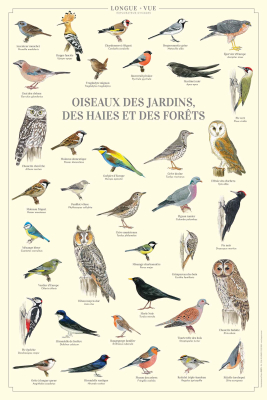 Affiche 40 x 60 cm - Oiseaux des jardins, des haies et des forêts