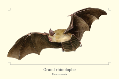 Carte postale simple 10 x 15 cm - Grand Rhinolophe