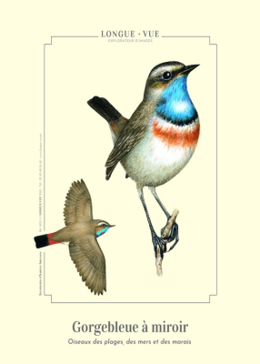 Affiche gulf stream 24 x 30 cm Gorgebleue à miroir