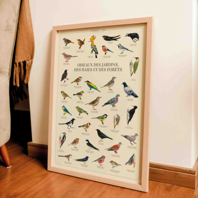 Affiche 40 x 60 cm - Oiseaux des jardins, des haies et des forêts